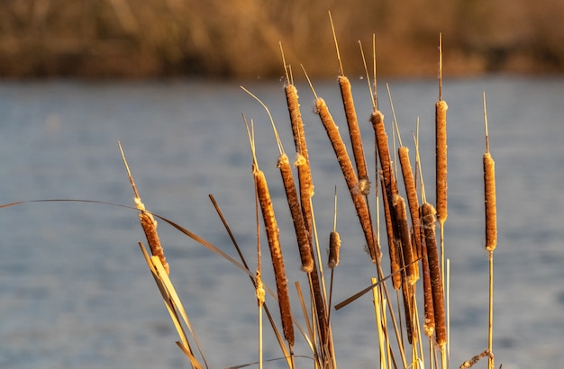 Suche trzciny nad rzeką, rzeka jesienią