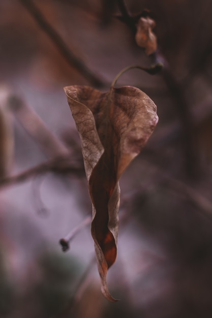 Suchy brązowy jesienny liść wiszący na drzewie. Jesienny nastrój i detale natury