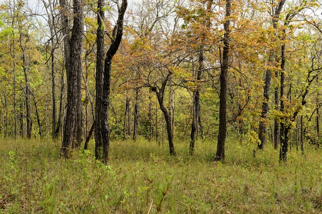 Suchy Dipterocarp Forest, Tajlandia