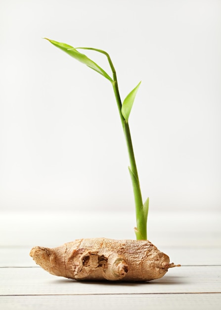 Suchy korzeń imbiru (Zingiber officinale), z zieloną kiełką, na białych deskach i tle.