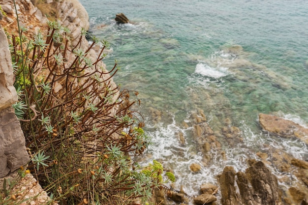 Suchy krzew na skale na tle błękitnego morza