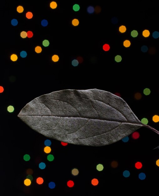 Suchy liść na jasnym tle bokeh