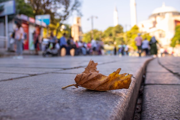 Suchy liść na ulicach Sultanahmet