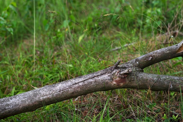 suchy pień drzewa z trawą w letnim lesie