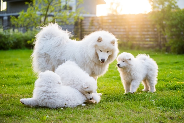 Suczka rasy Samoyed ze szczeniętami spaceruje po podwórku po zielonej trawie