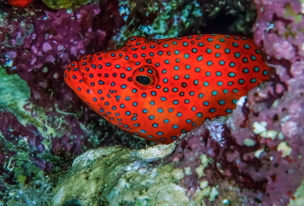 SUDAN, Morze Czerwone, U.W. zdjęcie, tropikalny czerwony plamkowy grouper (Epinephelus sp.)
