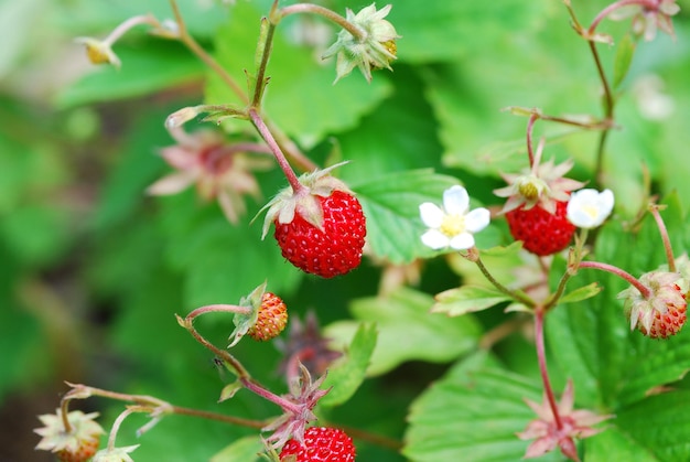 Zdjęcie suesse frische rote walderdbeere im sommer