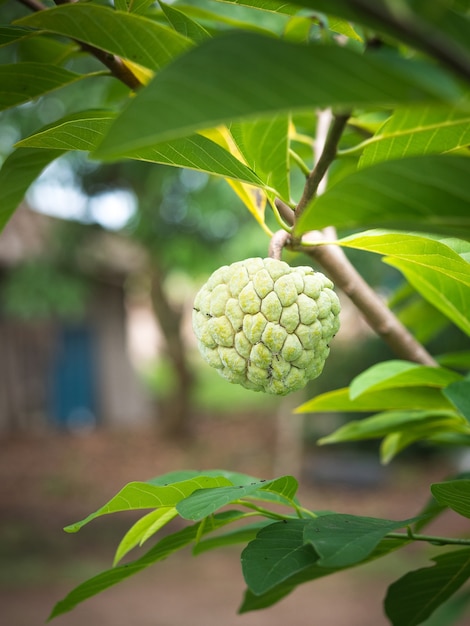 Sugar Apple Lub Custard Apple