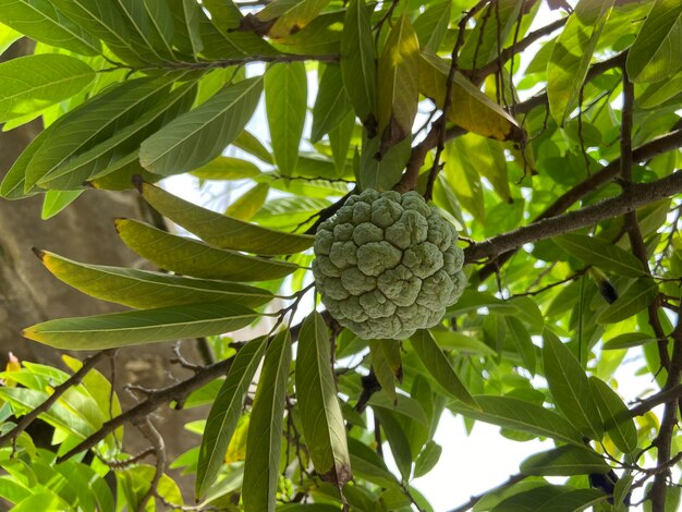 Sugarapple lub sweetsop sirikaya w Indonezji to jadalny owoc Annona squamosa, najczęściej uprawianego gatunku Annona i pochodzącego z klimatu tropikalnego obu Ameryk i Indii Zachodnich