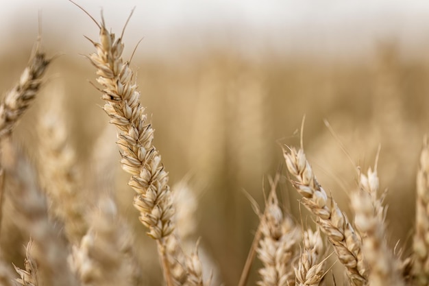 Sugestywne makro szczegóły naturalnego organicznego dojrzałego jęczmienia Spike