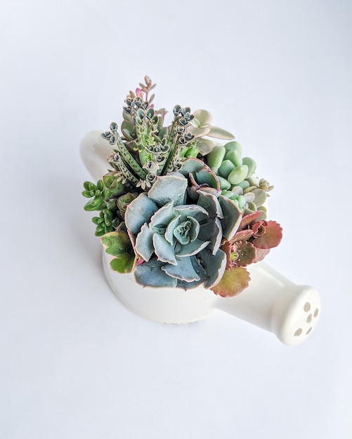 Sukculent terrarium w zabawkowym ceramicznym garnku do nawadniania