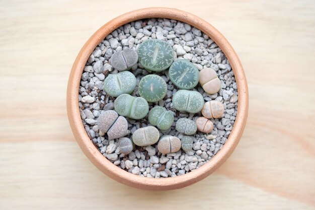 Zdjęcie sukulenty lithops, kaktus