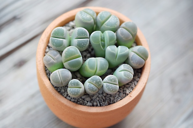 Zdjęcie sukulenty lithopsa, kaktus, lithops olivacea