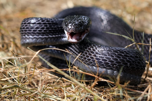 Sulawesi Mangrove Snake (boiga Dendrophila Gemmicincta) Black Morph Zbliżenie