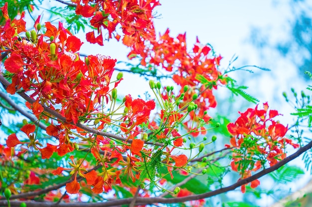 Summer Poinciana feniks to kwitnąca roślina żyjąca w tropikach lub subtropikach Red Flame Tree Flower Royal Poinciana