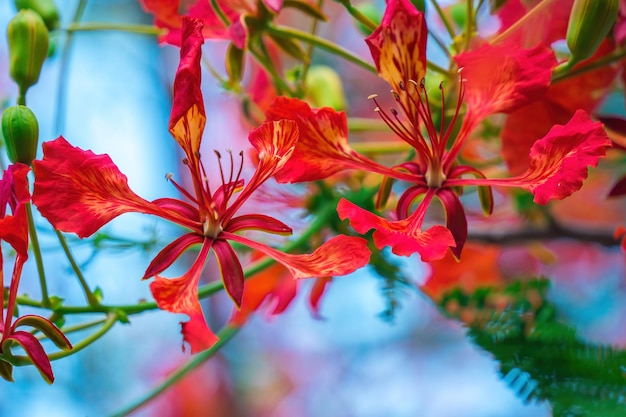 Summer Poinciana feniks to kwitnąca roślina żyjąca w tropikach lub subtropikach Red Flame Tree Flower Royal Poinciana