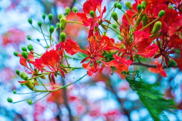 Summer Poinciana feniks to kwitnąca roślina żyjąca w tropikach lub subtropikach Red Flame Tree Flower Royal Poinciana