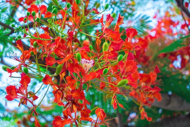 Summer Poinciana feniks to kwitnąca roślina żyjąca w tropikach lub subtropikach Red Flame Tree Flower Royal Poinciana