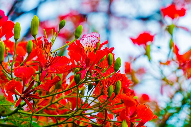 Summer Poinciana phoenix to kwitnący gatunek rośliny żyjący w tropikach lub subtropikach