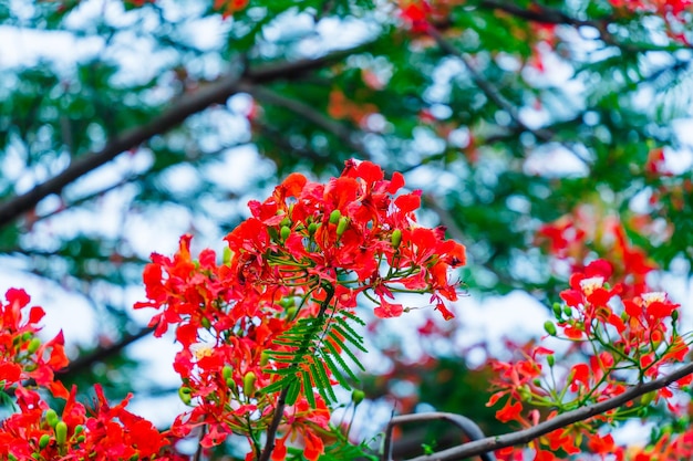 Summer Poinciana phoenix to kwitnący gatunek rośliny żyjący w tropikach lub subtropikach