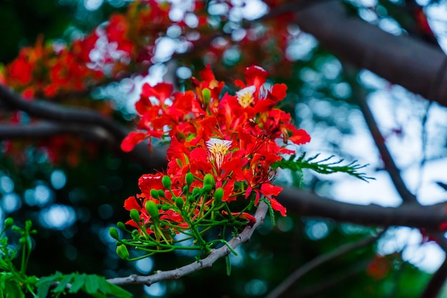Summer Poinciana phoenix to kwitnący gatunek rośliny żyjący w tropikach lub subtropikach