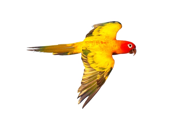 Sun conure lub papuga długoogonowa latająca na białym tle.