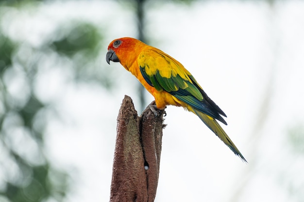 Sun Conure papuga pomarańczowo-czerwone i żółte kolory