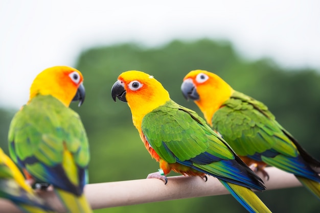 Sun Conure papuga