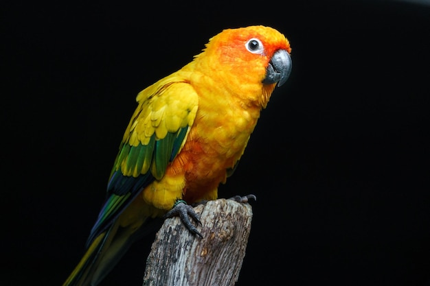 Sun Parakeet