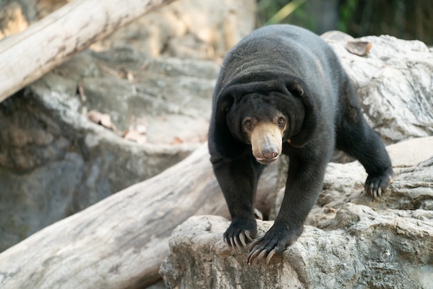 Sunbear malajski sunbear w zoo