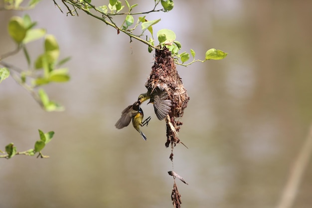 Zdjęcie sunbird karmi ptaszka w gnieździe sunbird z oliwkowym plecami sunbird z żółtym brzuchem sunbird w tajlandii