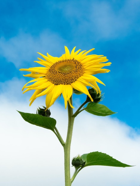 Sunflower Farm Piękny żółty Jasny błękitne niebo