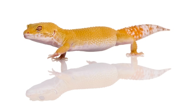 Sunglow Leopard gecko lampart gekon - Eublepharis macularius