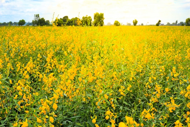 Sunhemp (Crotalaria juncea) pola kwiatów w Tajlandii.