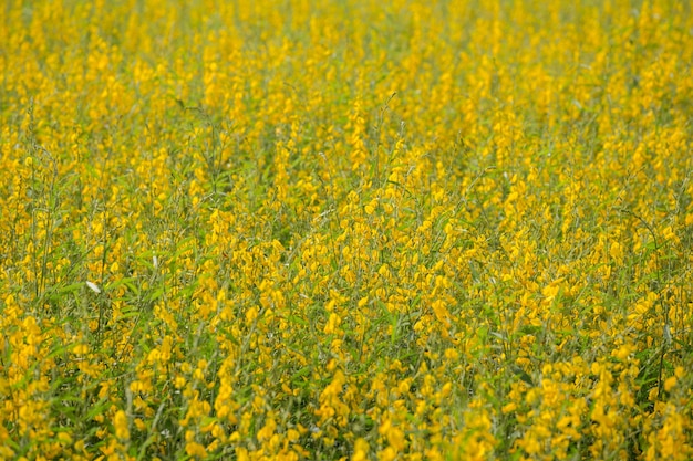 Sunhemp Lub Crotalaria Juncea Kwiatu Pole