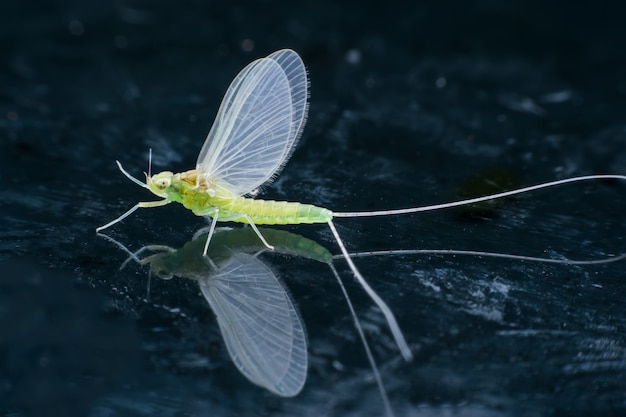 Super Makro Kobieta Mayfly Na Lustrze