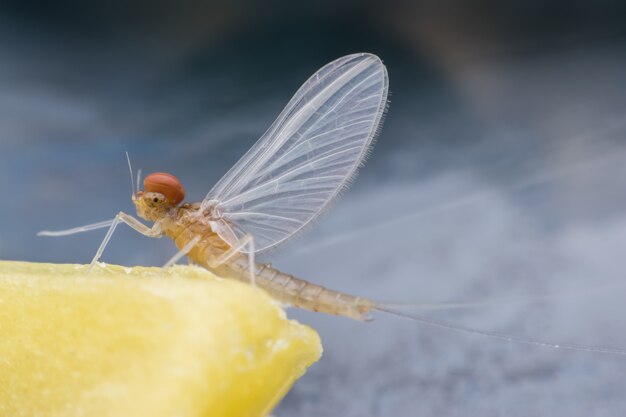 Super Makro Mężczyzna Mayfly Na świeczce