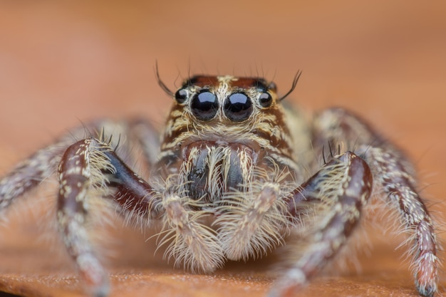 Super makro żeńska Hyllus diardi lub Skokowy pająk na wysuszonym liściu