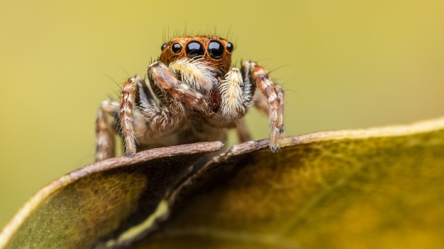 Super makro żeński Carrhotus Sannio lub Skaczący pająk na liściu