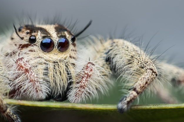 Zdjęcie super makro żeński hyllus diardi lub skokowy pająk na liściu