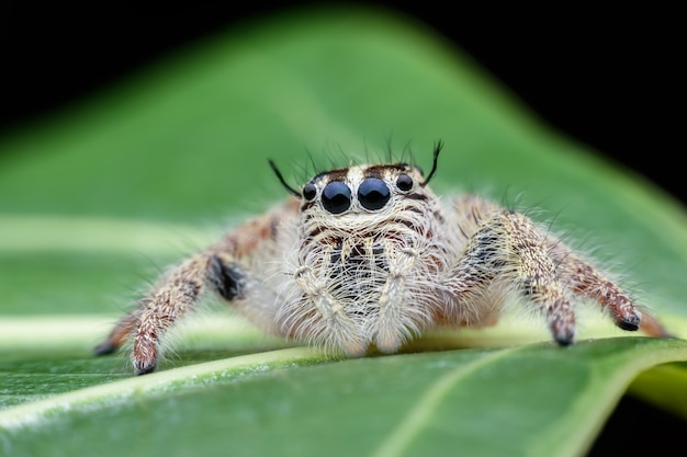 Super makro żeński Hyllus diardi lub Skokowy pająk na zielonym liściu