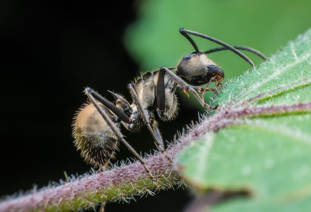 Supermacro mrówka jedząca na łodydze