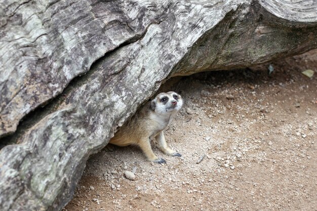 Suricata Suricatta Lub Meerkat W Jaskini