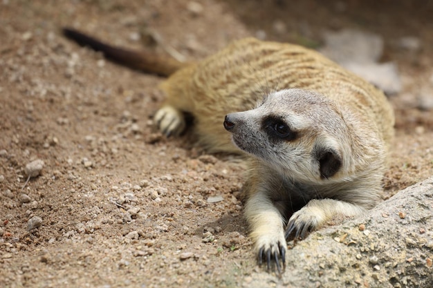 Suricata suricatta lub surykatka siada i odpoczywa na piaszczystej podłodze