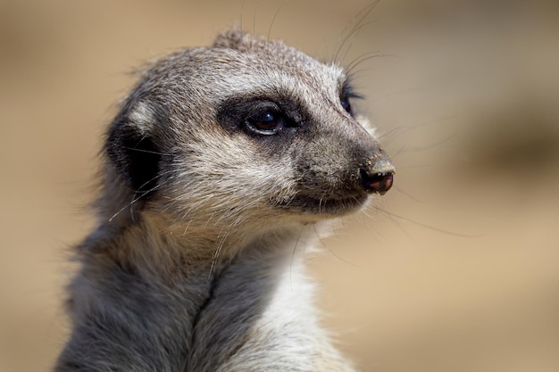 Suricate lub surykatka Suricata suricatta