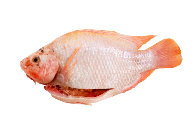 Surowa czerwona rybka tilapia przygotowana na gotowanie