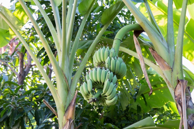 Surowe banany wiszące na drzewie bananowym, selektywne focus.