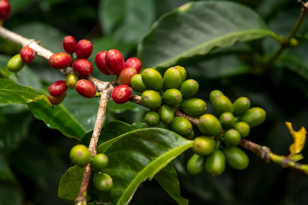 Surowe czerwone wiśnie kawy na gałęzi drzewa na plantacji kawy na Chiriqui Panama Ameryka Środkowa