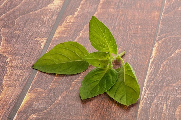 Surowe zielone liście bazylii o przyprawie aromatycznej