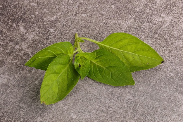 Surowe zielone liście bazylii przyprawy